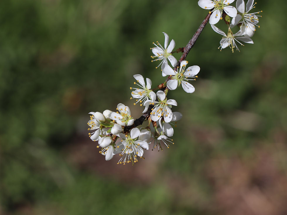 Prunus spinosa