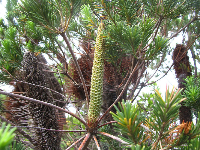 IMG_2203 (Populus tremuloides).jpg