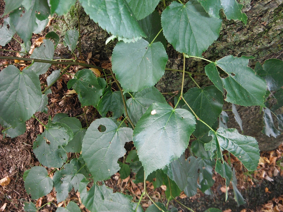 Tilia cordata