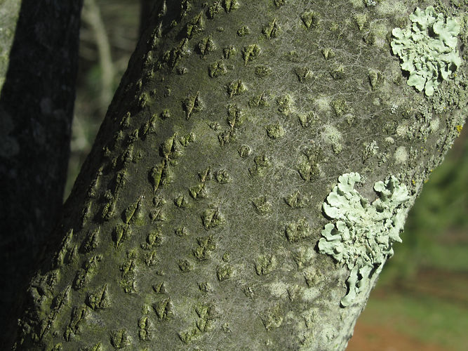 IMG_2203 (Populus tremuloides).jpg
