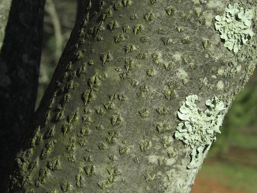 Aria rupicola
