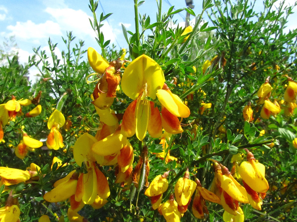 Cytisus scoparius 'Madame Butterfly'