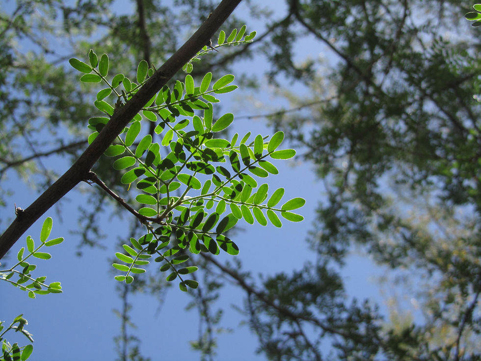 Prosopis pubescens