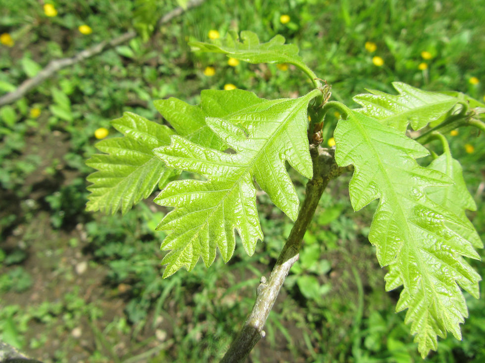 Quercus x megaleia