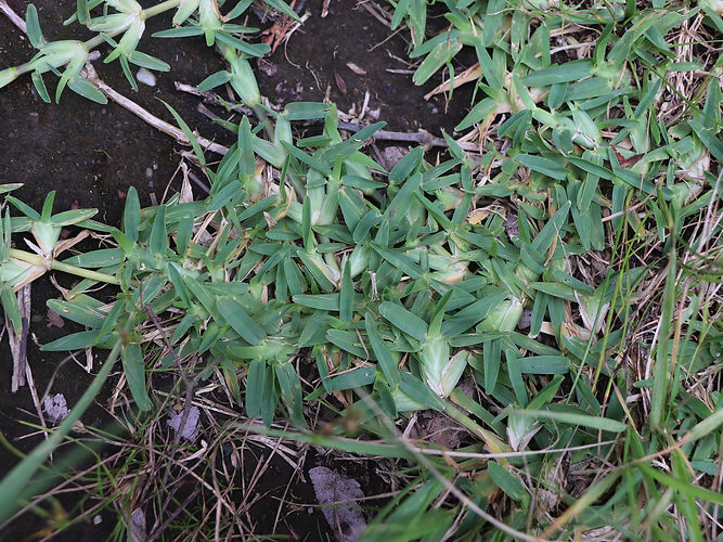 IMG_2203 (Populus tremuloides).jpg