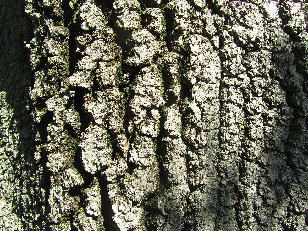 Quercus marilandica