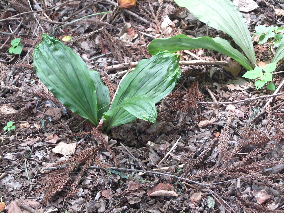 Calanthe discolor