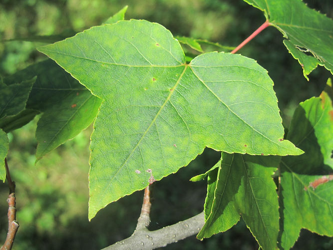 IMG_2203 (Populus tremuloides).jpg