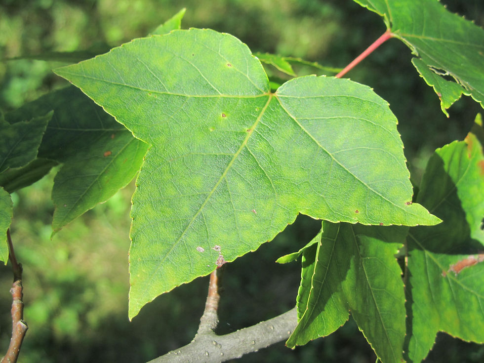 Liquidambar acalycina