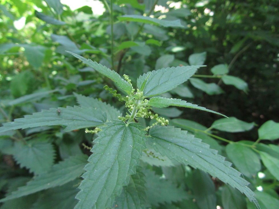 Urtica dioica ssp. gracilis