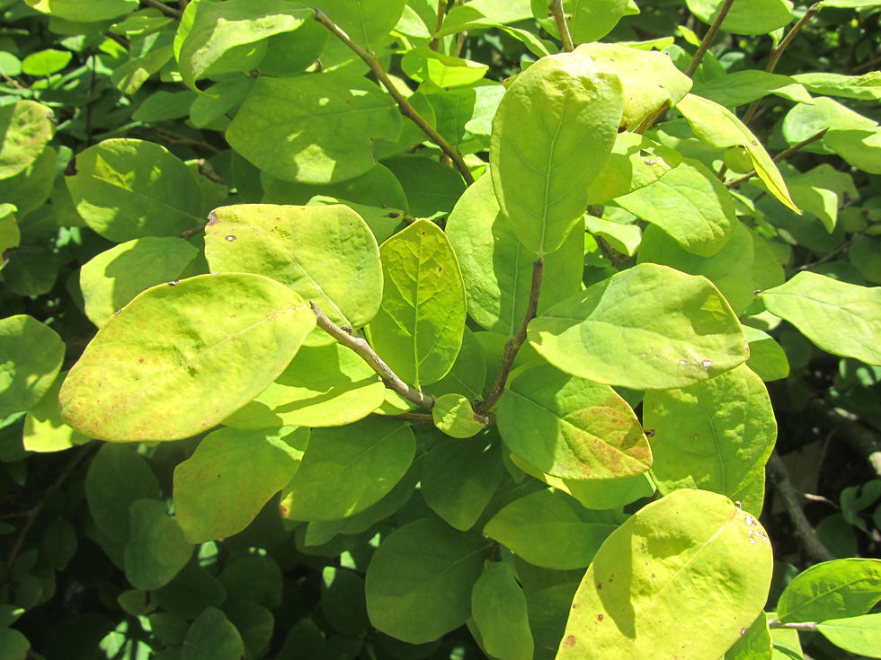 Dirca palustris