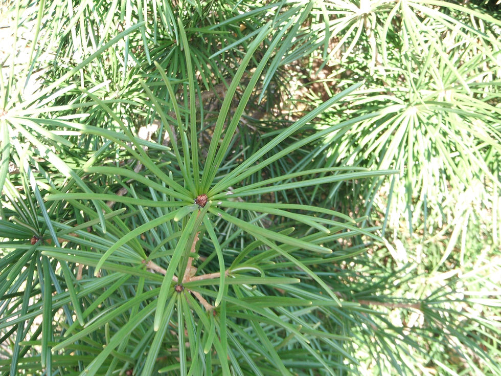 Sciadopitys verticillata