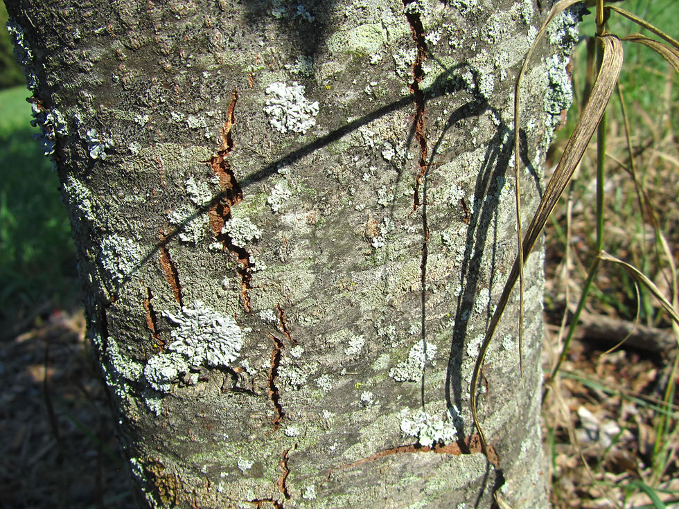 Aria torminalis