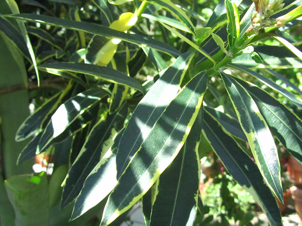 Nerium oleander 'Variegata'