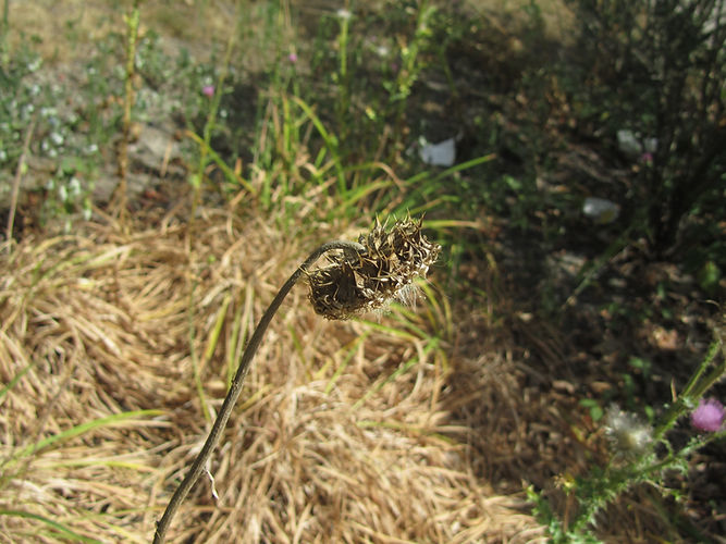 IMG_2203 (Populus tremuloides).jpg