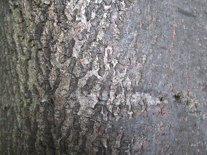 IMG_2203 (Populus tremuloides).jpg
