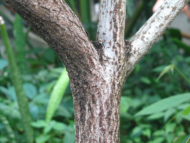 IMG_2203 (Populus tremuloides).jpg