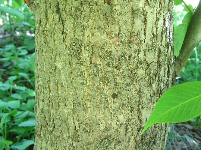 IMG_2203 (Populus tremuloides).jpg