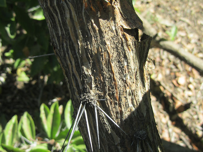 IMG_2203 (Populus tremuloides).jpg