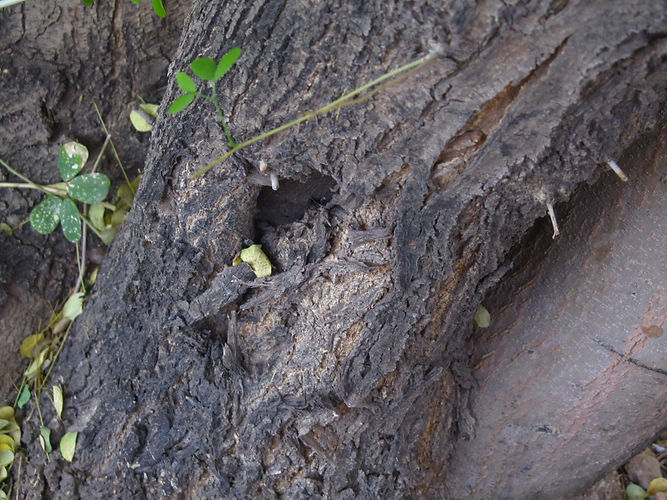 IMG_2203 (Populus tremuloides).jpg