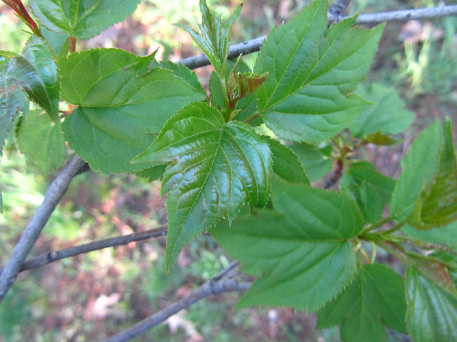 IMG_2203 (Populus tremuloides).jpg