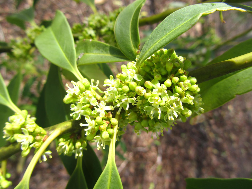Ilex fargesii ssp. fargesii