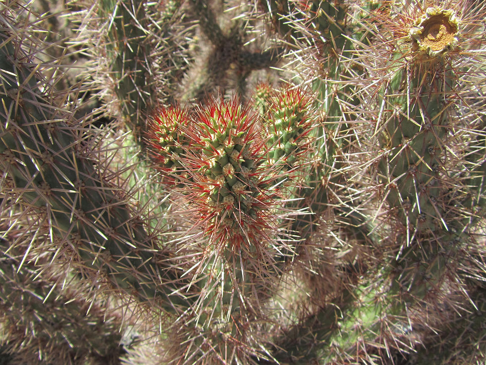 Cylindropuntia x campii