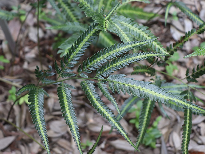 IMG_2203 (Populus tremuloides).jpg