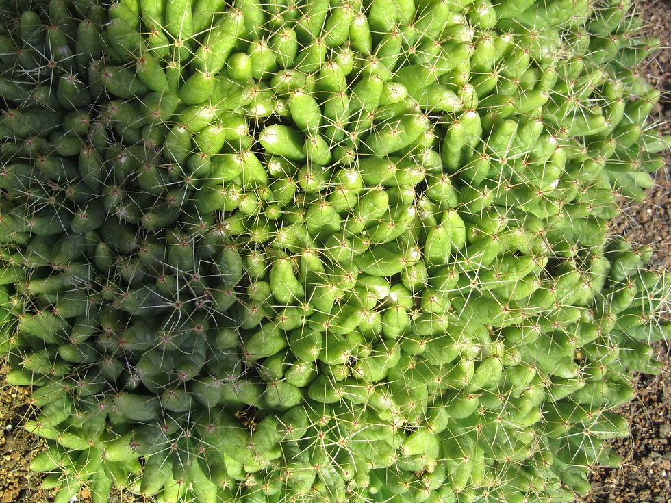 Mammillaria longimamma