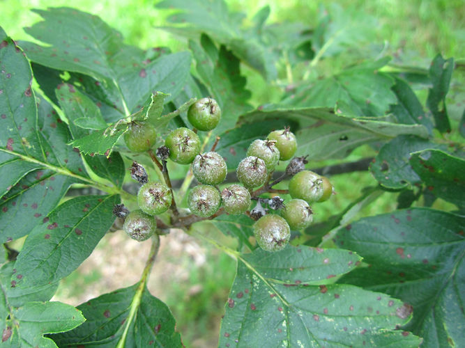 IMG_2203 (Populus tremuloides).jpg