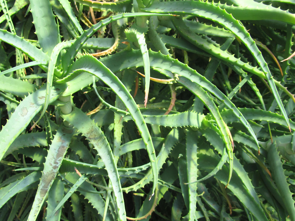 Aloe arborescens