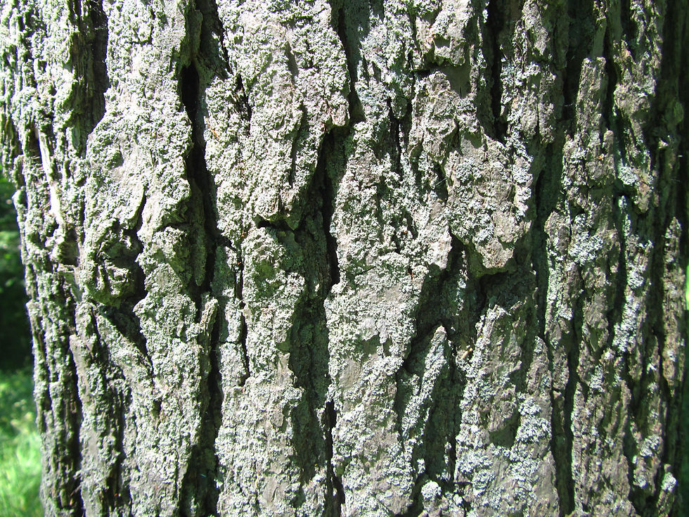 Quercus x bebbiana