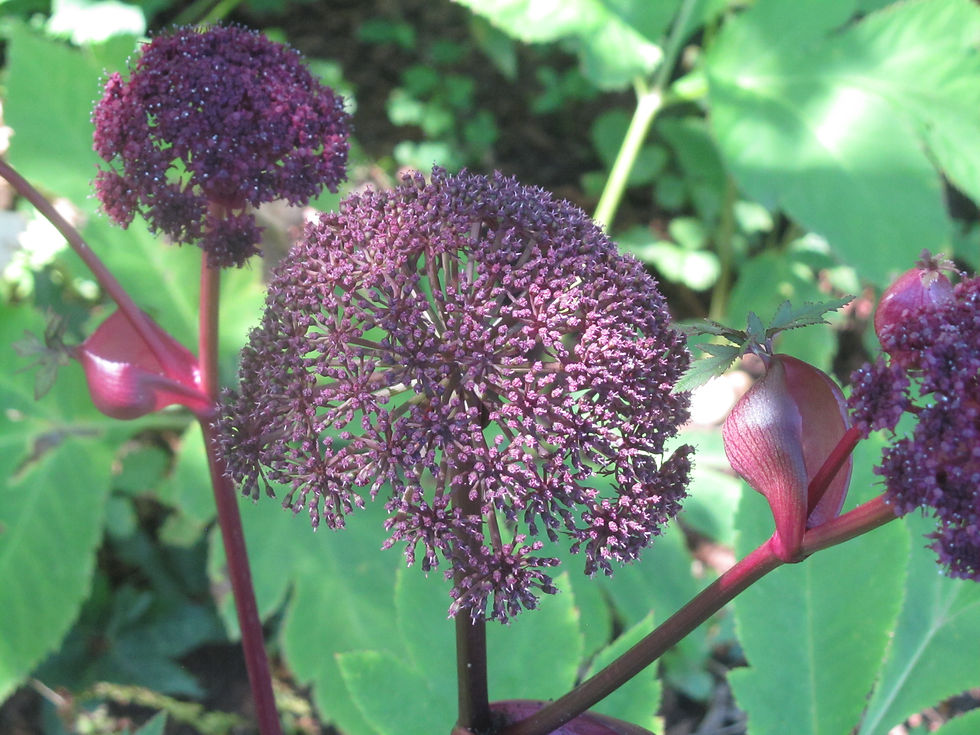 Angelica gigas