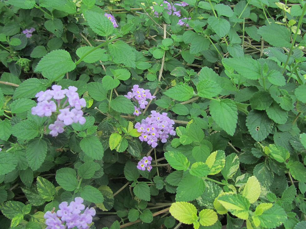Lantana montevidensis 'Variegata'