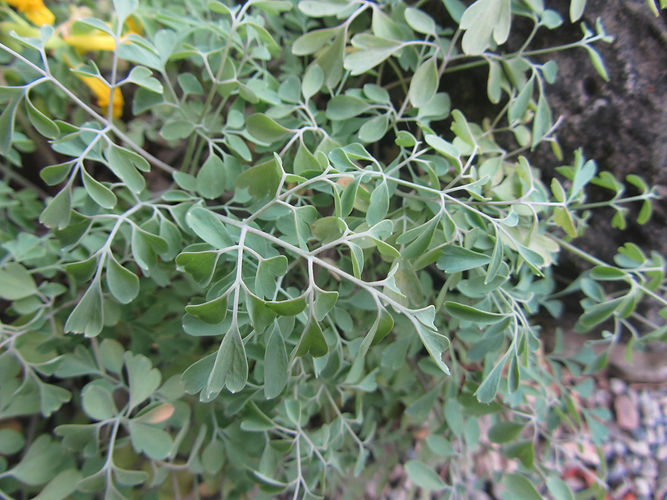 IMG_2203 (Populus tremuloides).jpg