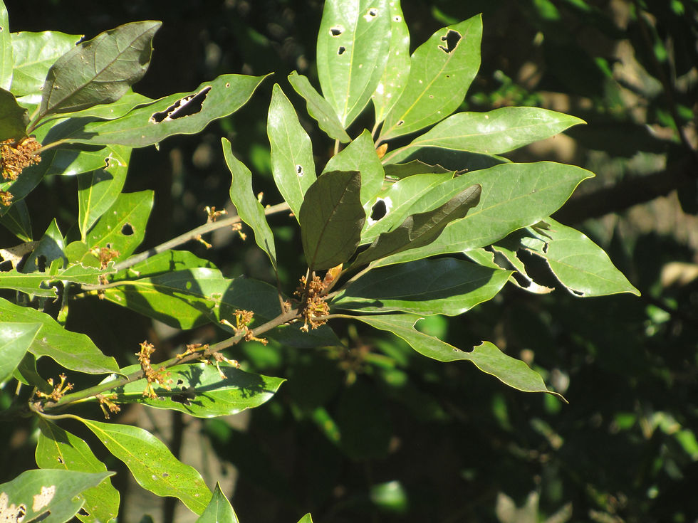 Neolitsea sericea var. sericea