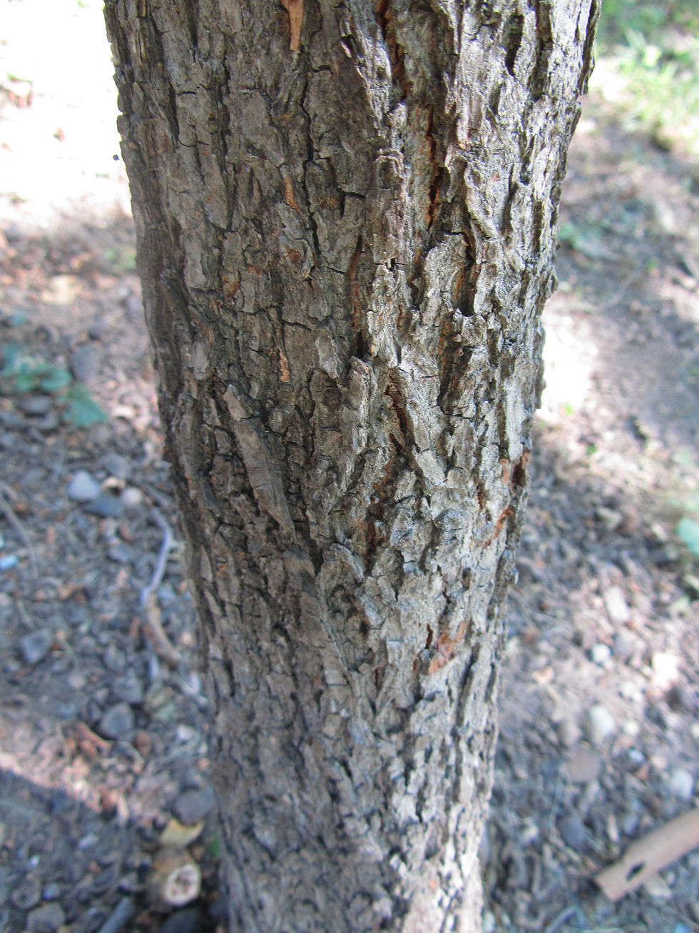 Carya illinoinensis