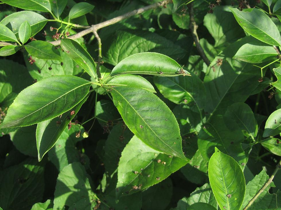 Euonymus atropurpureus