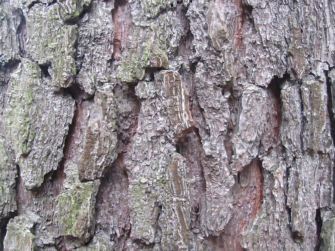 IMG_2203 (Populus tremuloides).jpg