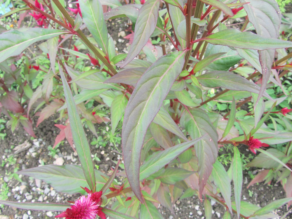 Celosia argentea