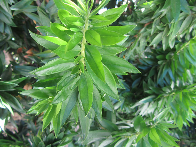 IMG_2203 (Populus tremuloides).jpg