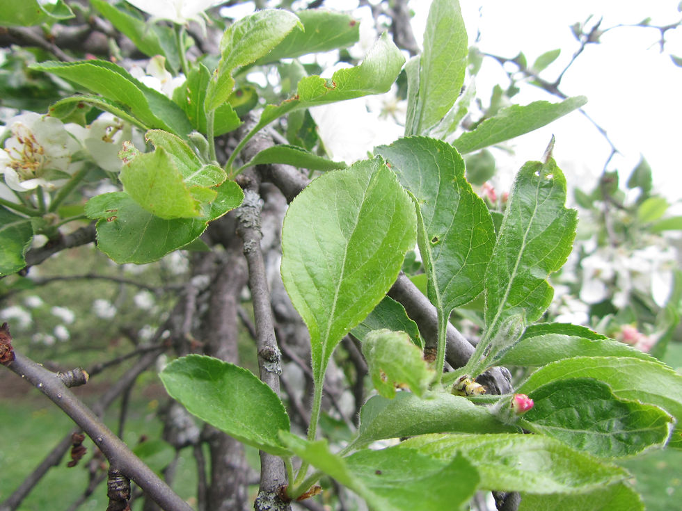 Malus asiatica