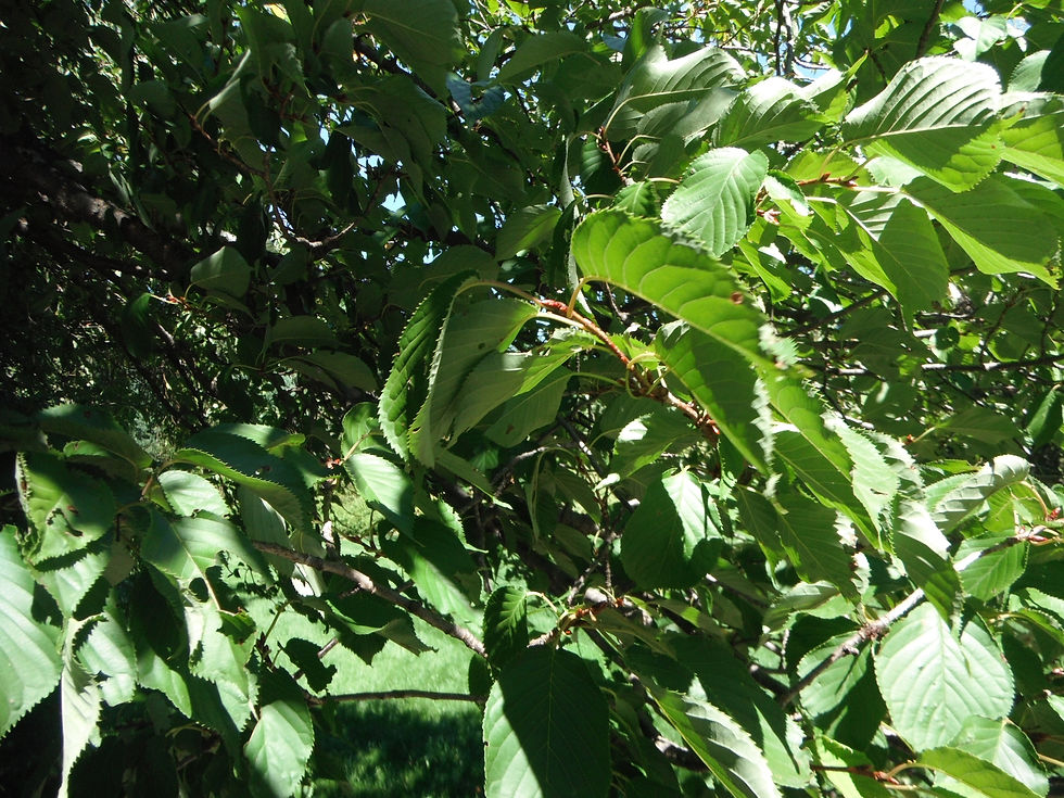 Prunus sargentii