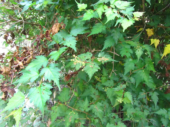 IMG_2203 (Populus tremuloides).jpg