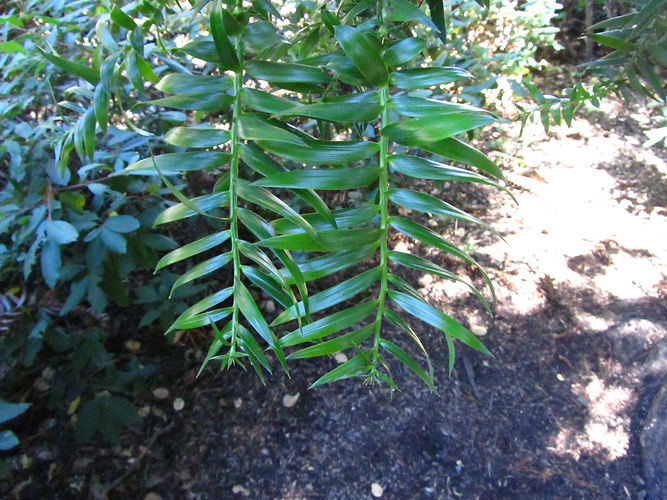 IMG_2203 (Populus tremuloides).jpg