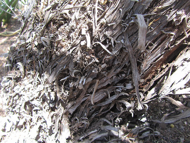 IMG_2203 (Populus tremuloides).jpg
