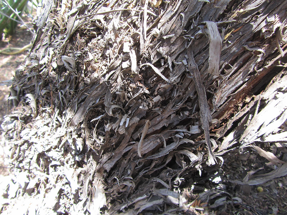 Prosopis pubescens