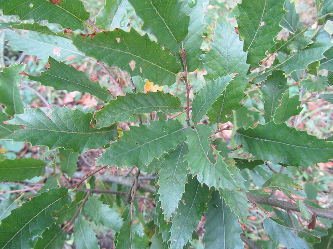 IMG_2203 (Populus tremuloides).jpg