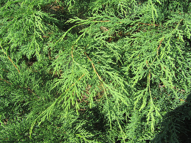 IMG_2203 (Populus tremuloides).jpg