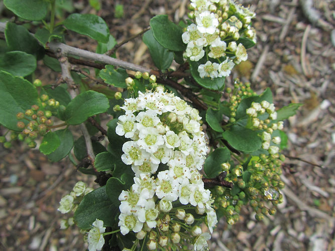 IMG_2203 (Populus tremuloides).jpg